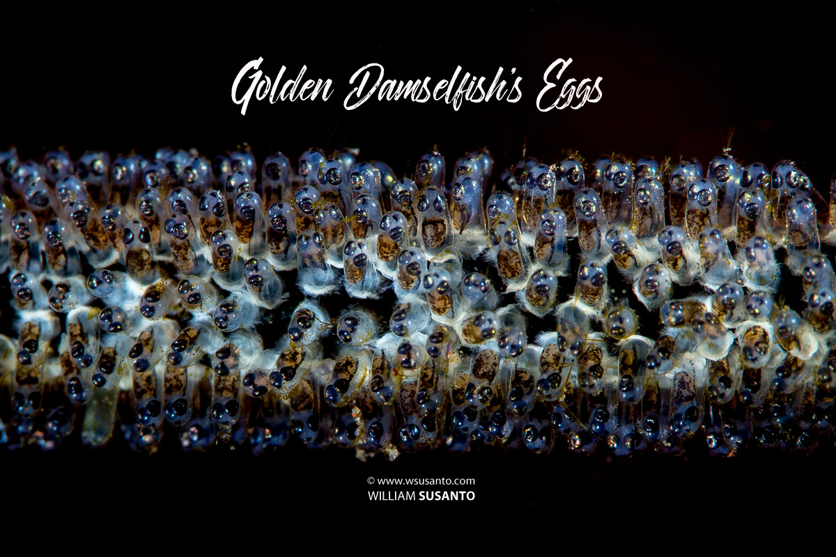 Golden Damselfish